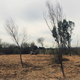 Clearing the arundo.
